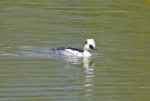 Smew, Llanelli WWT