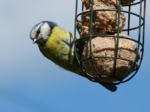 Blue Tit, Garden