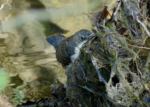 Dipper, River Dulais