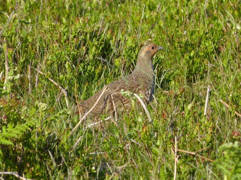 Grey Partridge, Cefn Drum