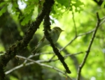 Wood Warbler, RSPB Dinas