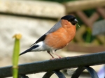 Bullfinch, Garden