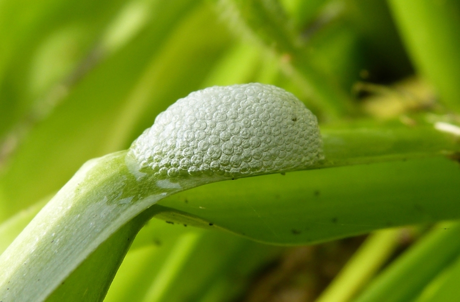 Cuckoo Spit (Froghopper)