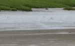 Gull-billed Tern, Loughor Bridge