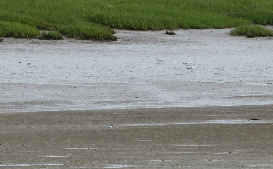 Gull-billed Tern, Loughor Bridge