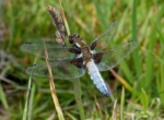 Broad-bodied Chaser, Marloes Mere