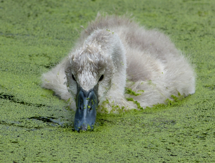 Mute Swan Cygnet, WWT London