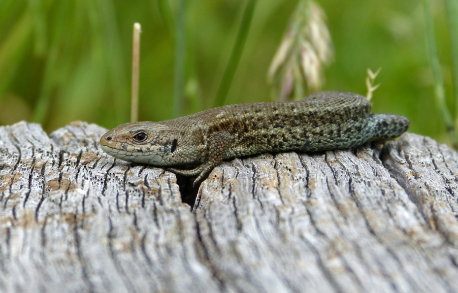 Common Lizard, WWT London