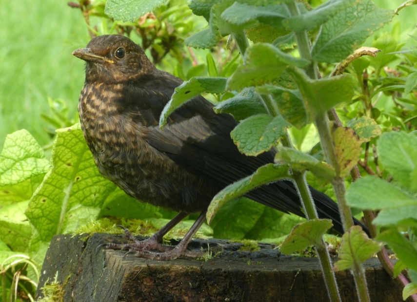 Blackbird Fledgling, Garden