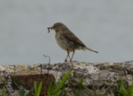 Rock Pipit, Mumbles Head