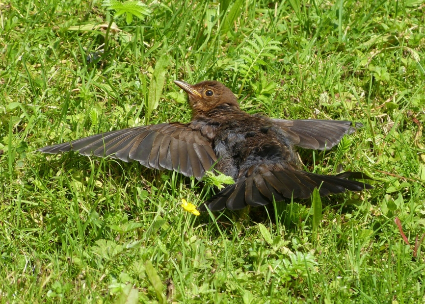 Sunbathing Blackbird, Llanelli WWT