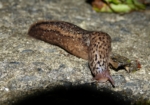 Leopard Slug