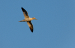 Gannet off Tears Point, Gower