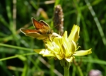 Large Skipper, Burry Holms