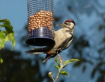 Great Spotted Woodpecker, Garden