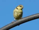 Blue Tit, Garden