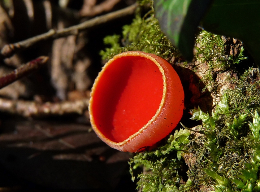 Scarlet Elf Cups