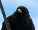 Alpine Chough, Switzerland