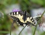 Swallowtail, Switzerland