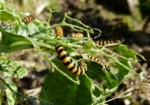 Cinnabar Moth Caterpillars, Garden