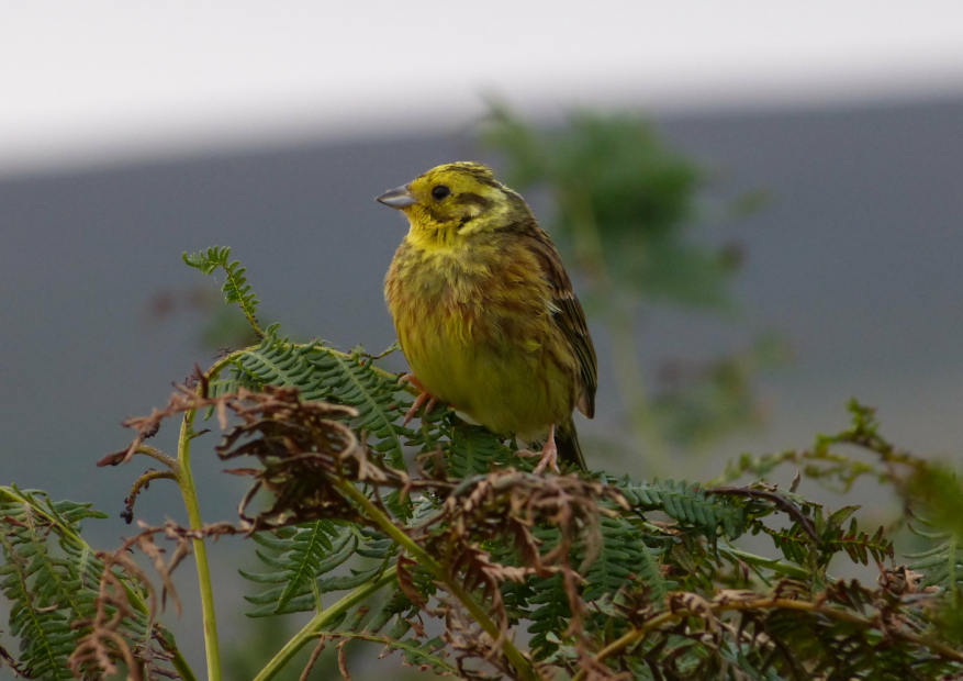 Yellowhammer, Bryn-bach-Common