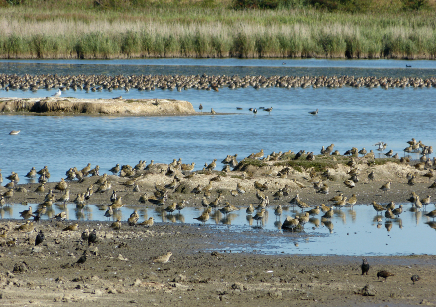 Oare Marshes