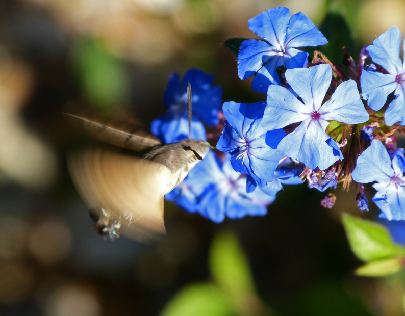 Hummingbird Hawk-moth, Kent