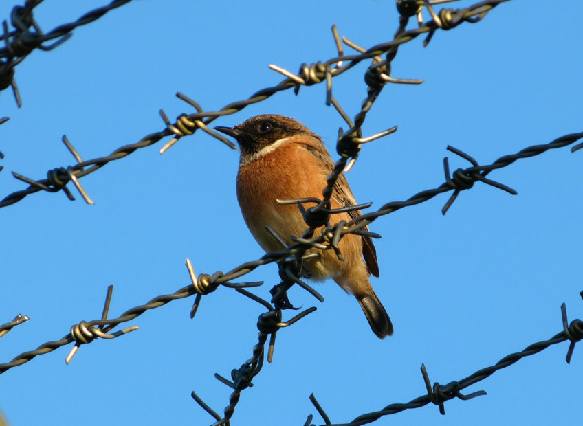 Stonechat - Bryn-bach-Common