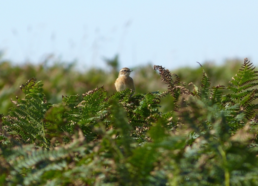 Whinchat, Kenfig NNR