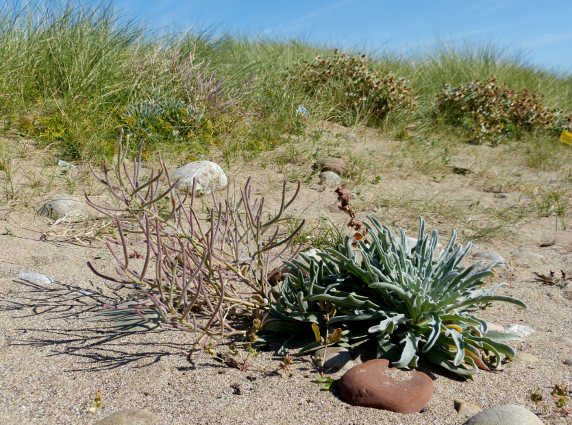 Sea Stock (matthiola sinuata), Rest Bay