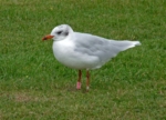 Mediterranean Gull (YHE8), Bracelet Bay