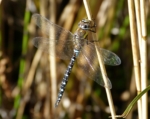 Migrant Hawker, Crymlyn Bog