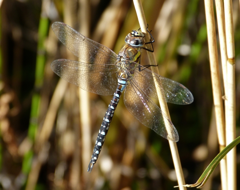 Migrant Hawker, Crymlyn Bog