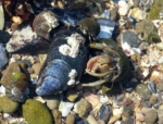 Hermit Crabs, Mumbles Rockpool