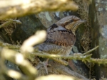 Wryneck, near Strumble Head