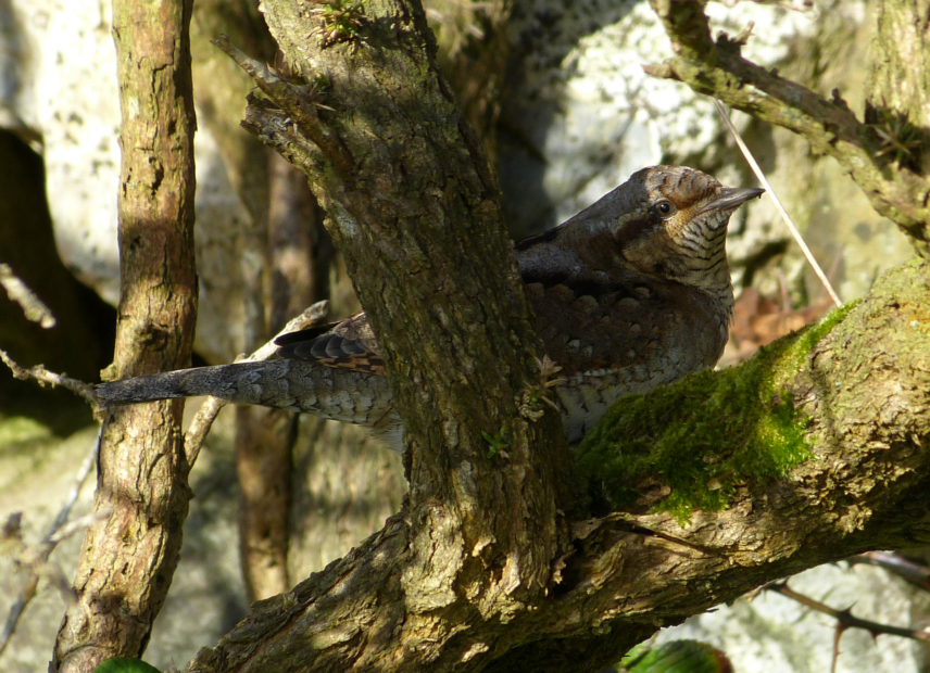 Wryneck, Porth Maenmelyn