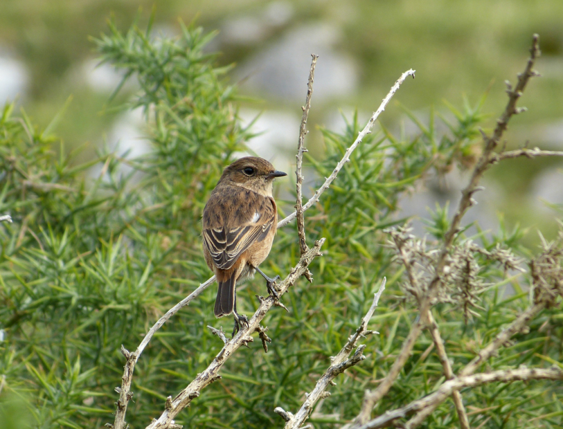 Stonechat, Mewslade