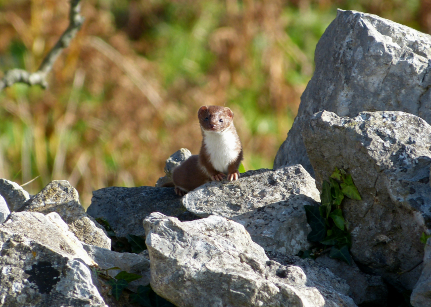 Weasel, Oxwich Point