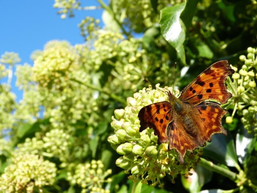 Comma, Slade