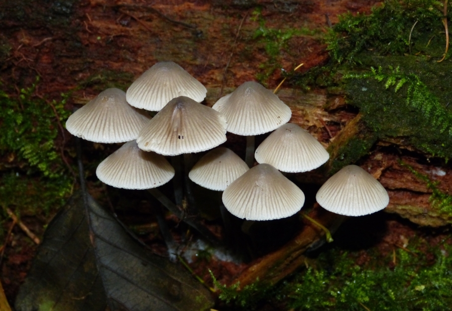 Common Bonnet (Mycena galericulata)