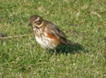 Redwing from 2010