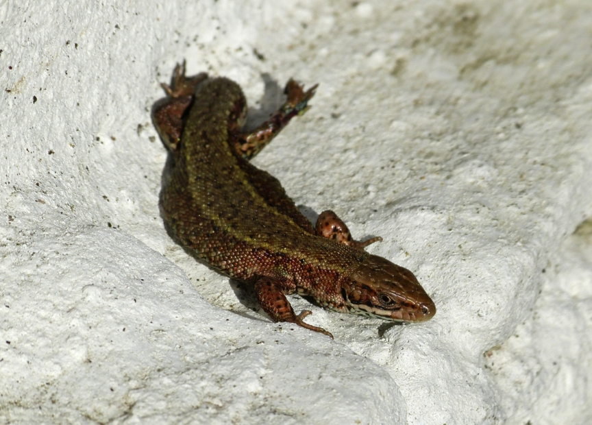 Common Lizard, Garden