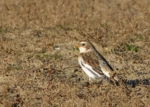 Snow Bunting, Holkham Gap