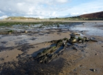 Submerged Forest, Broughton Bay