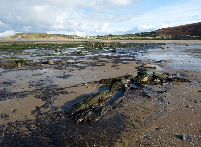 Submerged Forest, Broughton Bay