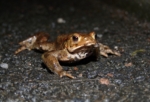 Toad, Burry Port