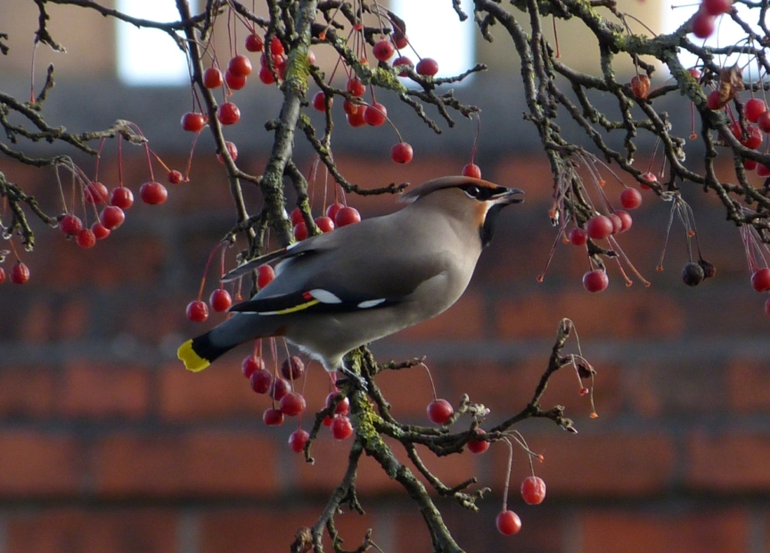 Waxwings, Cardiff