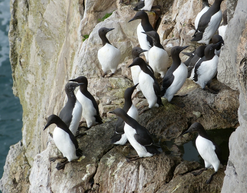 Guillemots, Stackpole Head