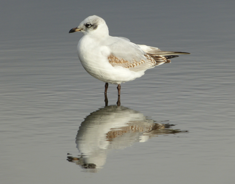 Mediterranean Gull, Bracelet Bay