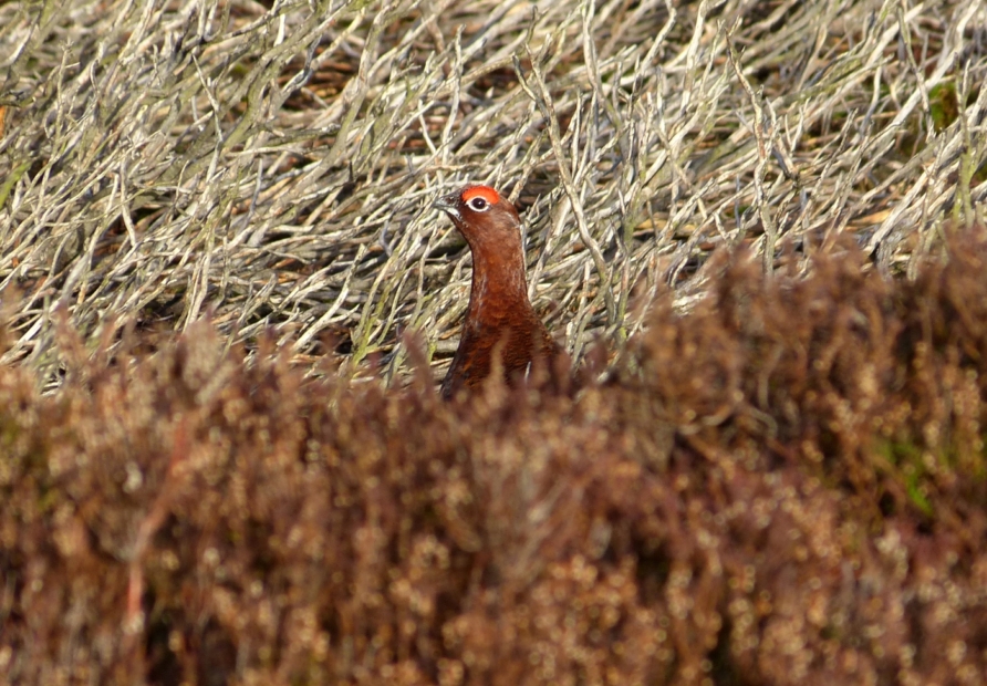 Red Grouse, Burley Moor